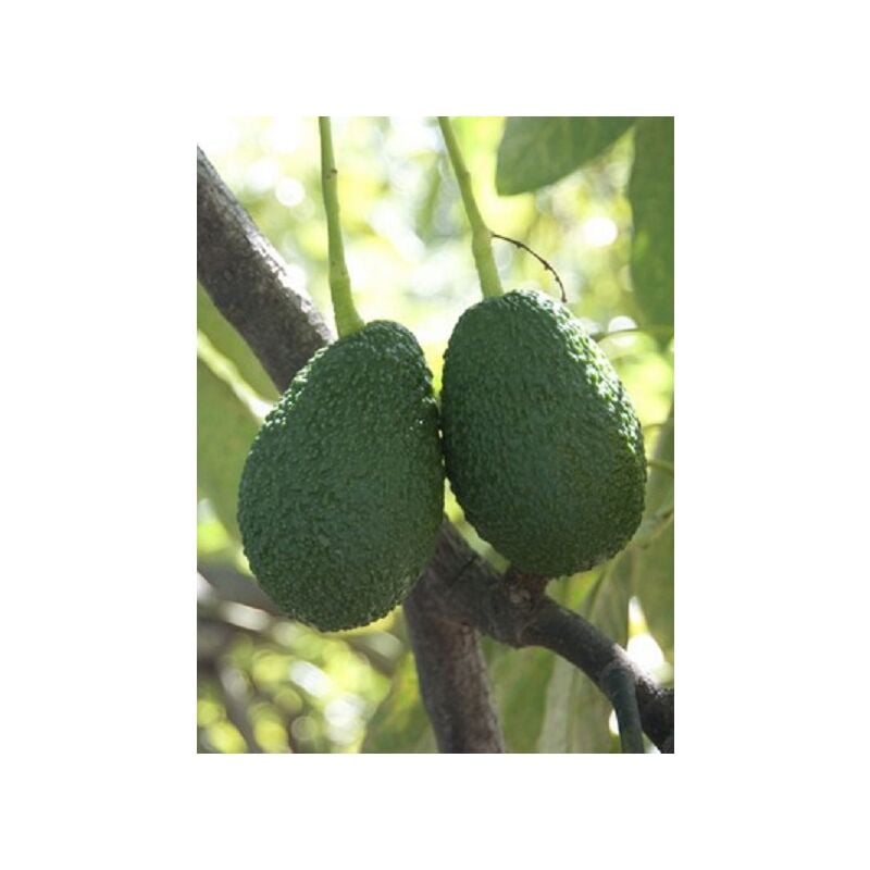 foto del prodotto avocado lamb hass persea americana pianta da frutto frutta foto reali
