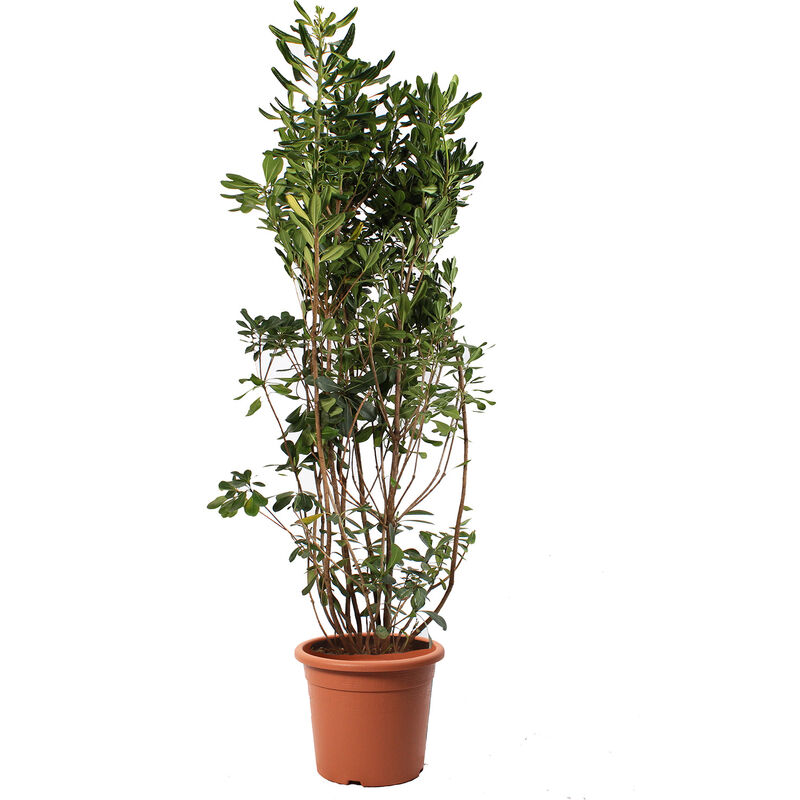 foto del prodotto kentis pittosporum tobira piante vere da esterno h 125 150 cm vaso 30 cm