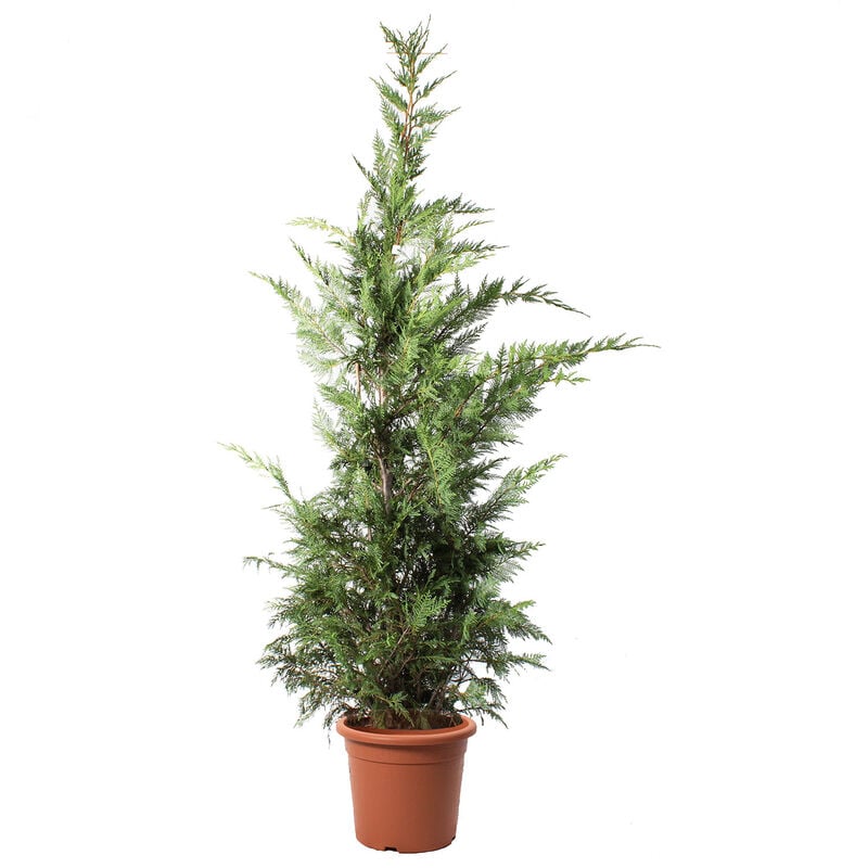 foto del prodotto kentis cupressocyparis leylandii cipresso di leyland piante vere da esterno h 200 220 cm vaso 30 cm