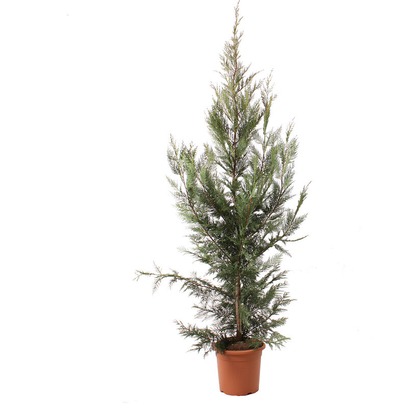 foto del prodotto kentis cupressocyparis leylandii cipresso di leyland piante vere da esterno h 150 175 cm vaso 24 cm