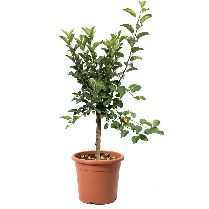 foto del prodotto pianta melo nano malus domestica piante da frutto vaso 24 cm