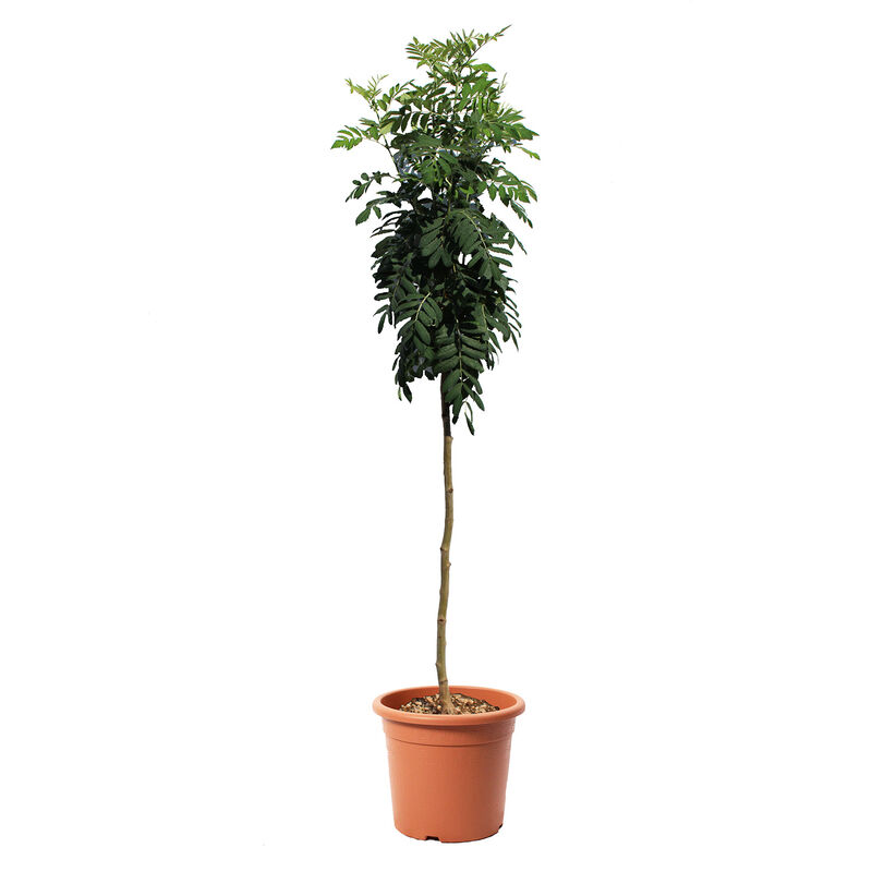 foto del prodotto pianta di sorbo sorbus domestica alberello da frutto per giardino vaso 28 cm
