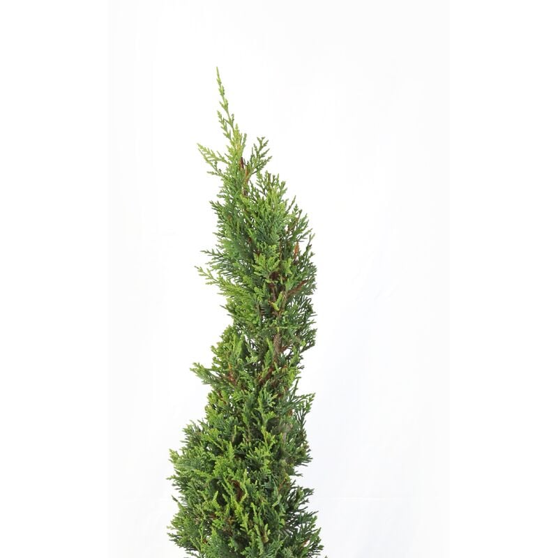foto del prodotto kentis cipresso a spirale cupressocyparis leylandii h 140 160 cm vaso 30 cm