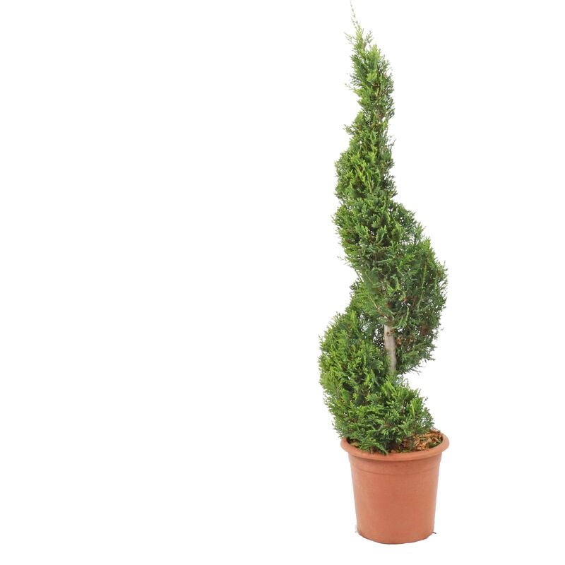 foto del prodotto cipresso a spirale cupressocyparis leylandii castlewellan gold h 90 110 cm vaso 24 cm