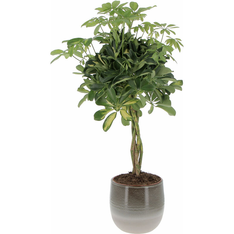 foto del prodotto kentis schefflera arboricola gold capella con eco vaso grey allure pianta tropicale purifica aria da interno h 75 85 cm vaso 19 cm