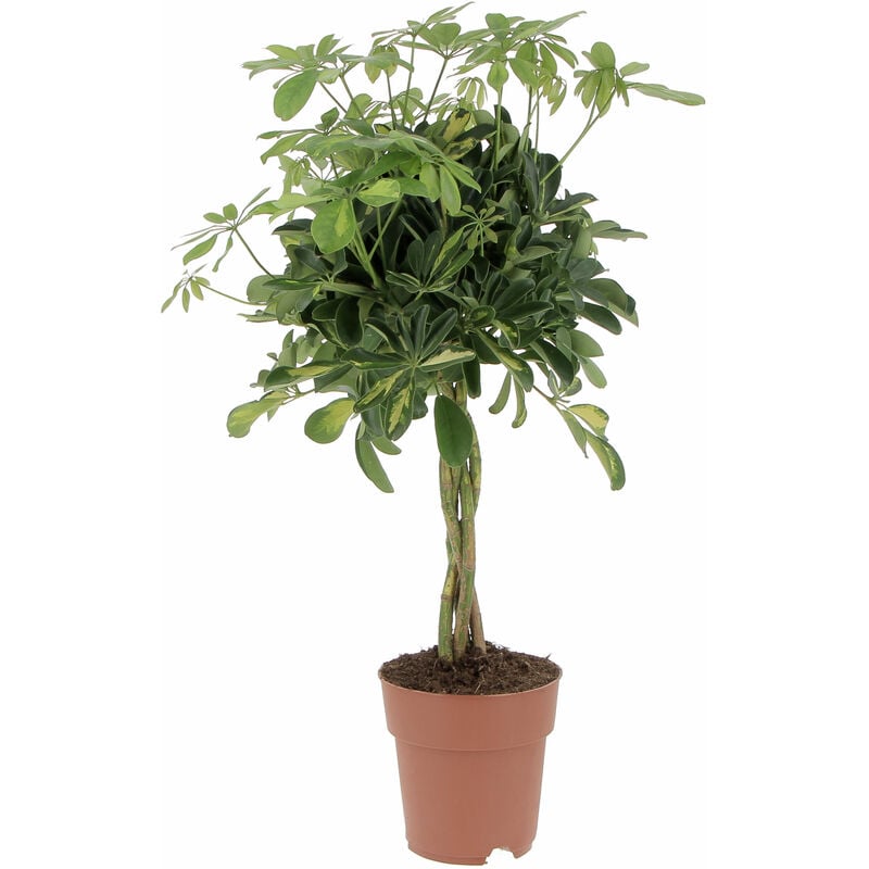 foto del prodotto schefflera arboricola gold capella pianta tropicale purifica aria da interno h 75 85 cm vaso 19 cm