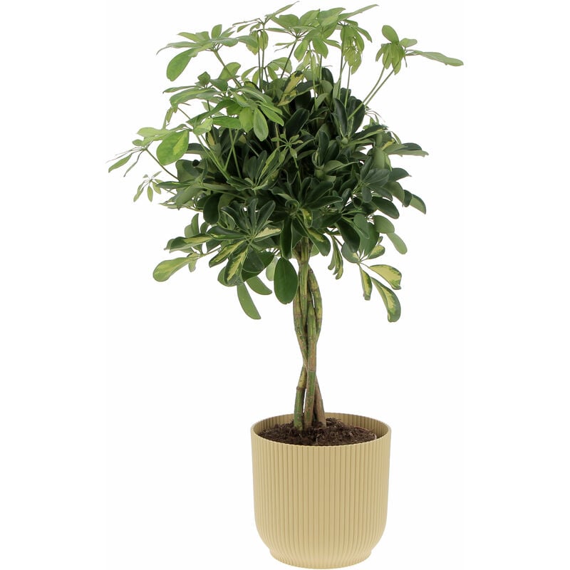 foto del prodotto kentis schefflera arboricola gold capella con eco vaso butter yellow pianta tropicale purifica aria da interno h 75 85 cm vaso 19 cm