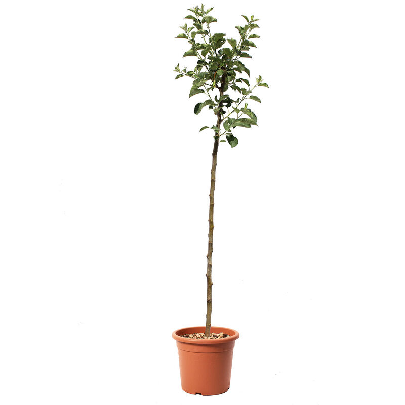 foto del prodotto melo renetta del canada malus domestica piante da frutto da giardino vaso 24 cm