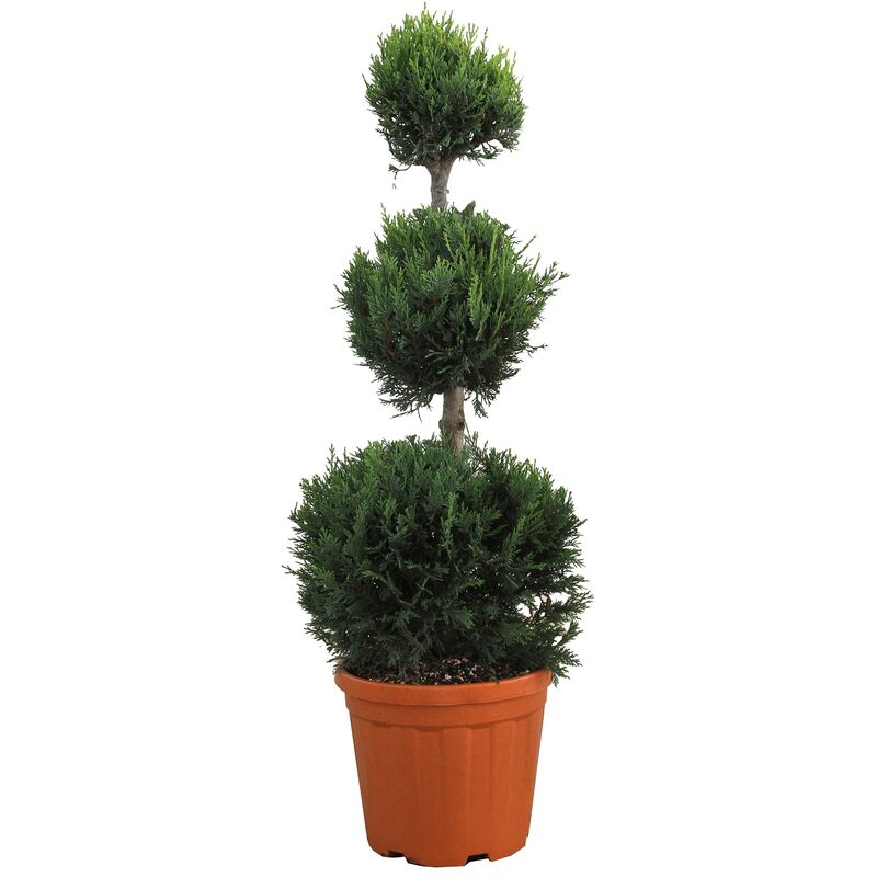 foto del prodotto kentis cipresso a 3 palle cupressocyparis leylandii castlewellan gold h 90 110 cm vaso 24 cm