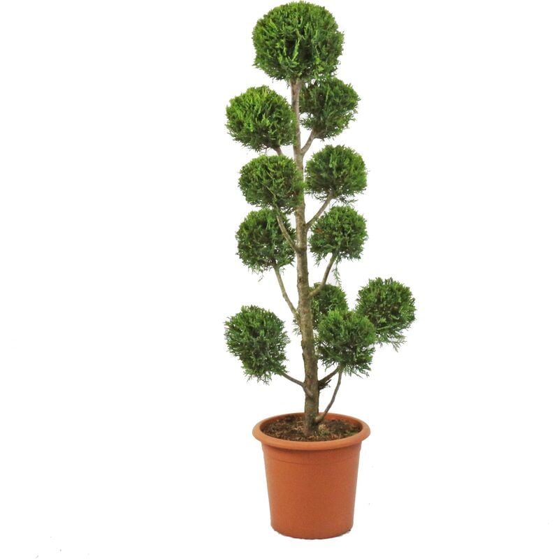 foto del prodotto kentis cipresso pompon cupressocyparis leylandii castlewellan gold h 140 160 cm vaso 30 cm