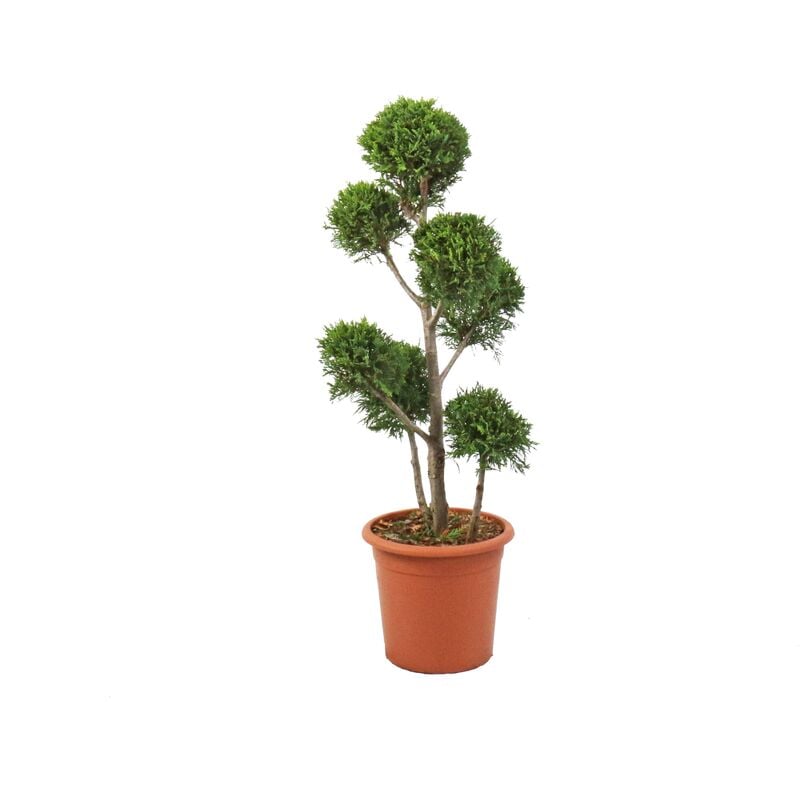 foto del prodotto kentis cipresso pompon cupressocyparis leylandii castlewellan gold h 90 110 cm vaso 24 cm