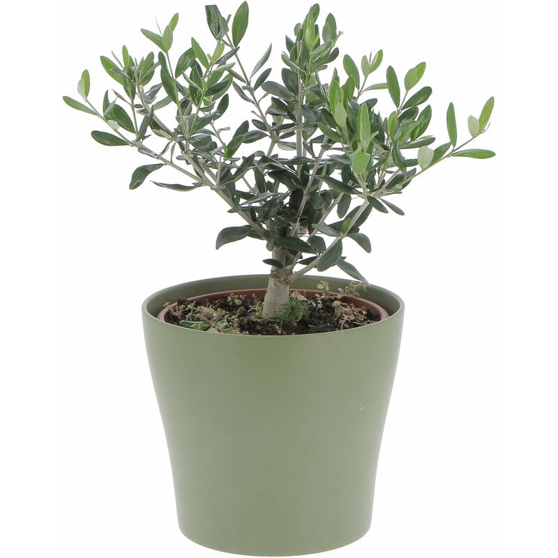 foto del prodotto kentis olivo bonsai con vaso in ceramica oliva olea europaea piante vere da interno e esterno h 35 40 cm vaso 20 cm