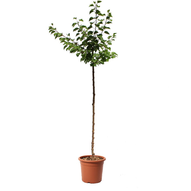 foto del prodotto pianta di albicocco albero da frutto da esterno vaso 24 cm