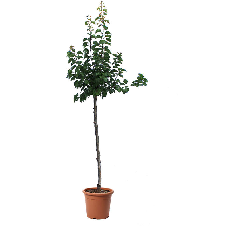 foto del prodotto albero di albicocco pianta da frutto da giardino vere prunus armeniaca vaso 28 cm