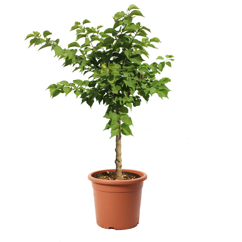 foto del prodotto albero di albicocco nano pianta da frutto da giardino prunus armeniaca vaso 24 cm