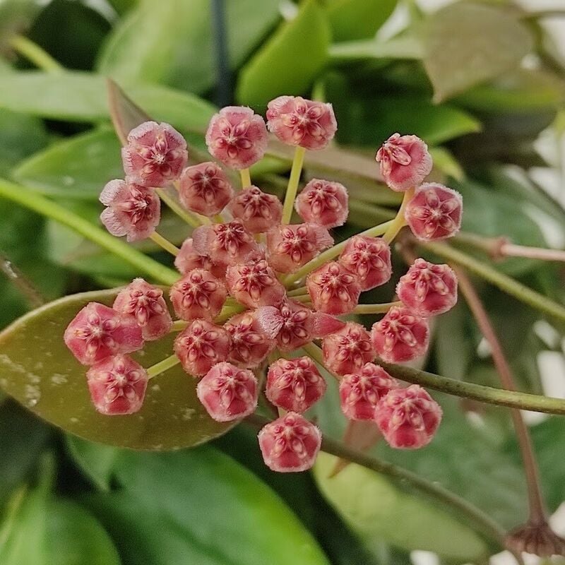 foto del prodotto vivaio garden forest pianta di hoya carnosa gracialis foto reali