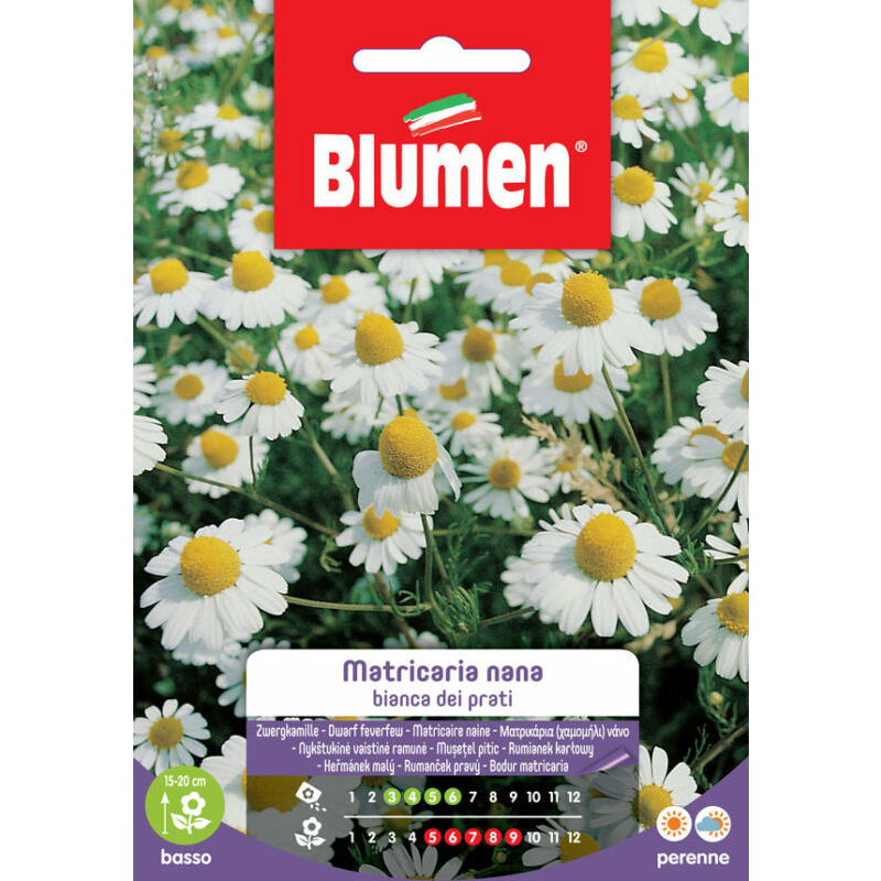 foto del prodotto matricaria nana bianca dei prati blumen sementi orto