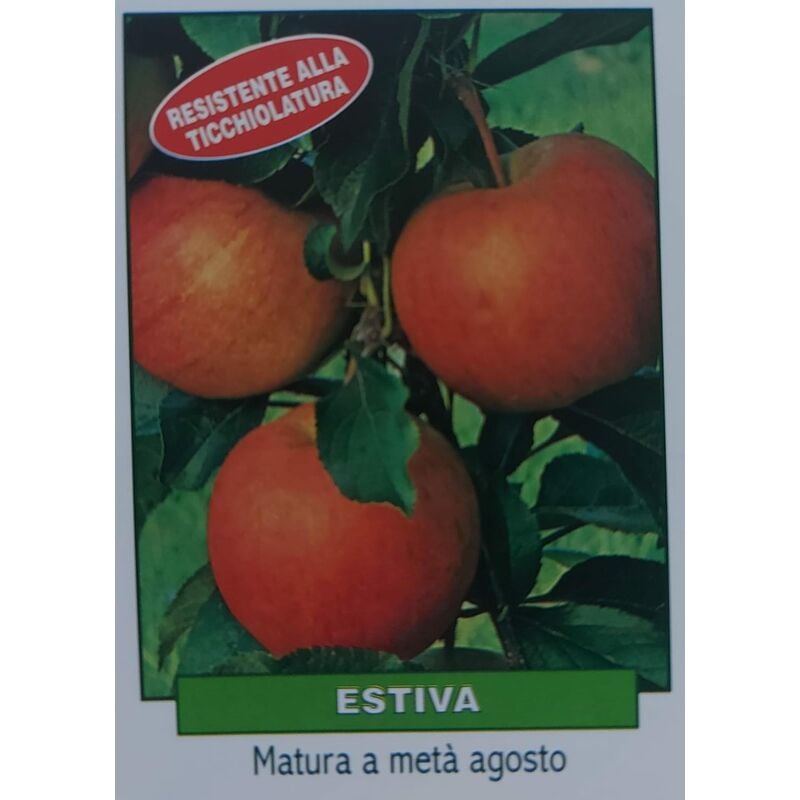 foto del prodotto mela estiva pianta di 3 anni