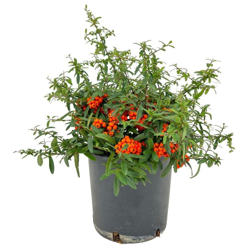 foto del prodotto pianta di pyracantha navaho orange piracanta pungitopo h40cm vaso18 foto reale