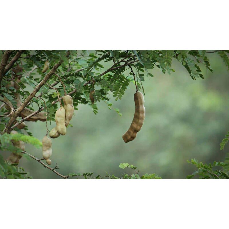 foto del prodotto tamarindo tamarindus indica pianta albero frutto tropicale vaso 18 foto reali
