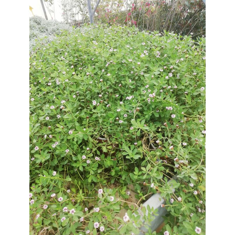foto del prodotto mediterraneo garden lippia repens v17