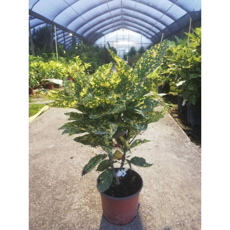foto del prodotto aucuba japonica v19 h65 70 cm