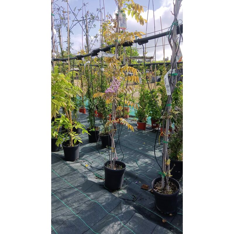 foto del prodotto mediterraneo garden glicine wisteria