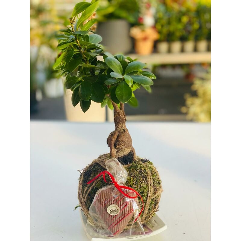 foto del prodotto vivaio garden forest kokedama di bonsai ficus foto reali