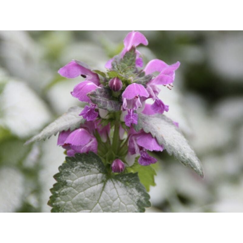 foto del prodotto mediterraneo garden lamium maculatum v17