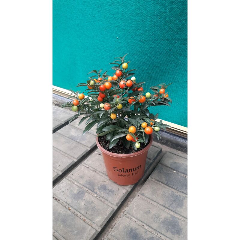 immagine 0 del prodotto solanum pseudocapsicum
