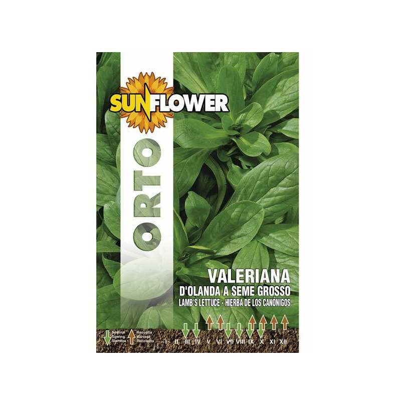 foto del prodotto sementi valeriana d olanda sunflower