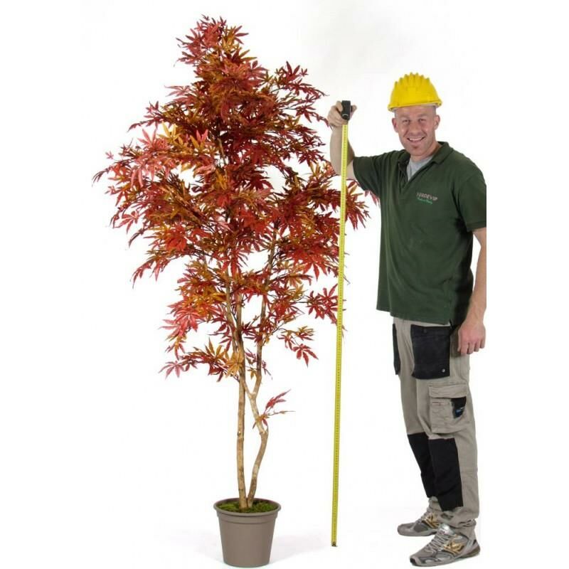 foto del prodotto acero semi naturale rosso new garden tronco mansanisi 150
