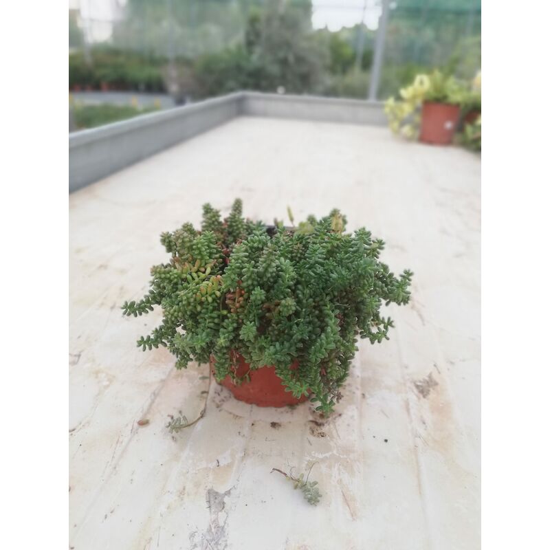 foto del prodotto mediterraneo garden sedum album v15