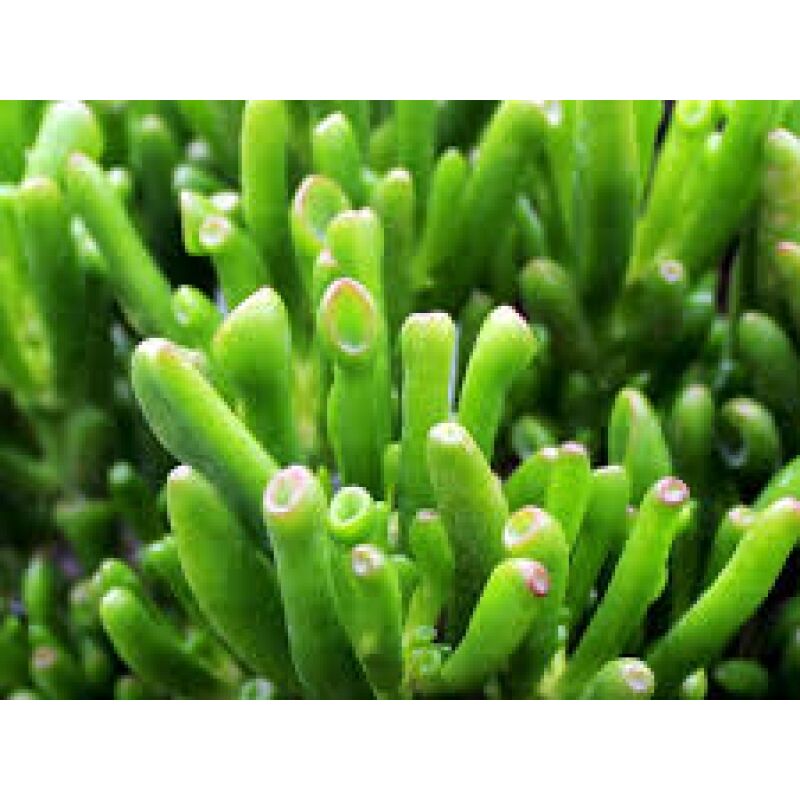 foto del prodotto mediterraneo garden crassula hobbit