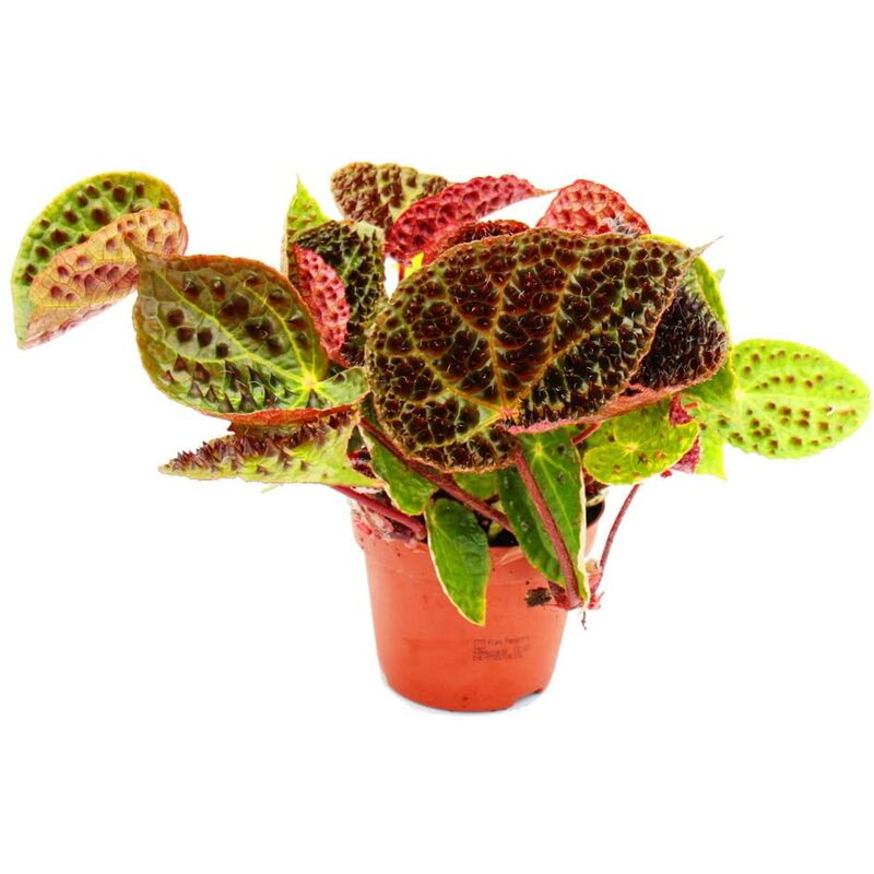 foto del prodotto vivaio garden forest begonia foliage ferox h 25cm foto reali pianta rara da interno