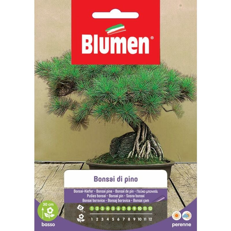 foto del prodotto semi bonsai di pino blumen sementi tecnica bonsai