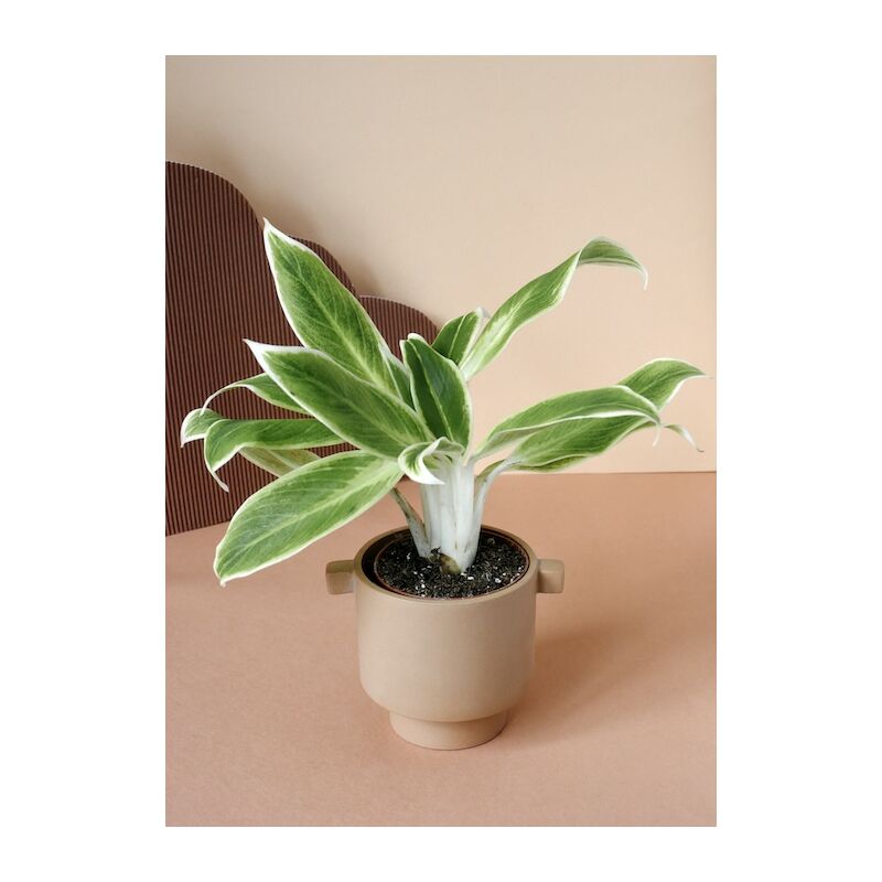 foto del prodotto aglaonema lipstick green pianta da interno foto reali vaso 12cm h 40cm