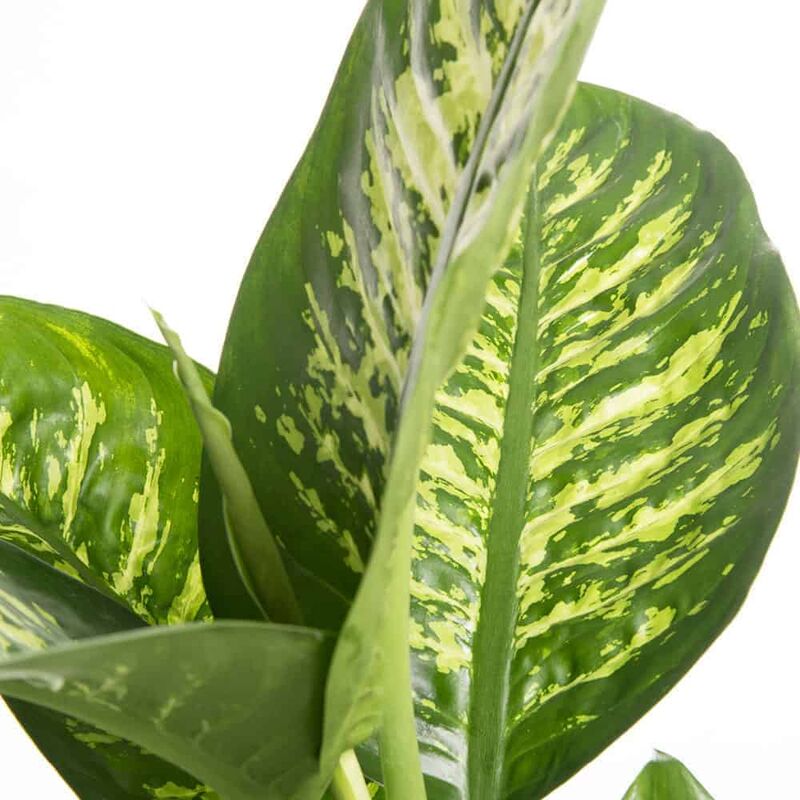 foto del prodotto vivaio garden forest dieffenbachia tropica pianta da interno foto reali h 100cm vaso 18cm