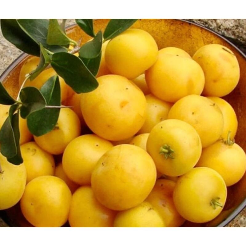 foto del prodotto mela kei dovyalis caffra albero da frutto raro esotico 100 cm foto reali