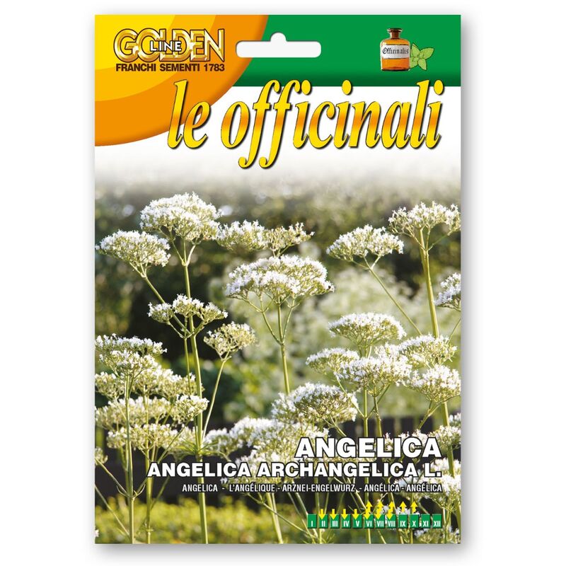 foto del prodotto semi di angelica per orto giardino fiori