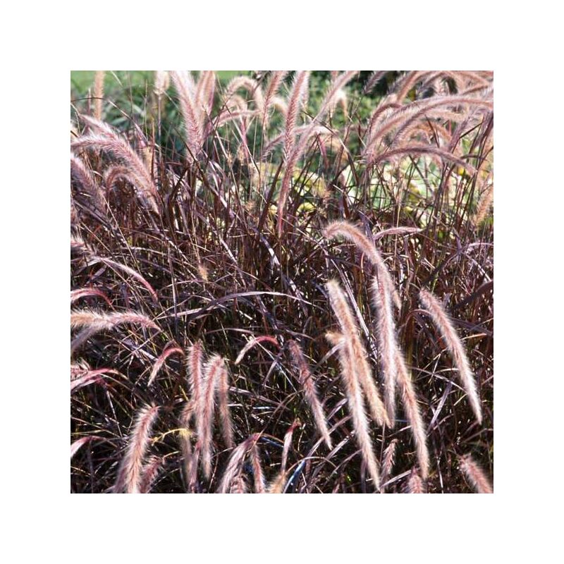 foto del prodotto pennisetum setaceum rubrum vaso 24cm foto reali h 150 cm