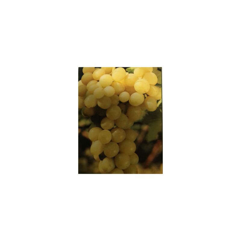 immagine 0 del prodotto uva moscatello bianco