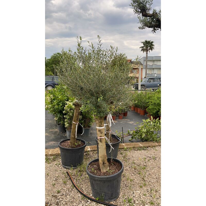 foto del prodotto olea europea olivo pianta albero vaso 45 h 180 cm foto reali