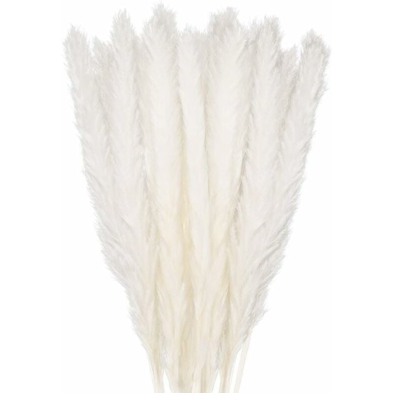 foto del prodotto torana 30 pezzi erba di pampa, 58 cm fiore di pampa naturale, bianco boho decorazione camera da letto casa soggiorno, fotografia di matrimonio