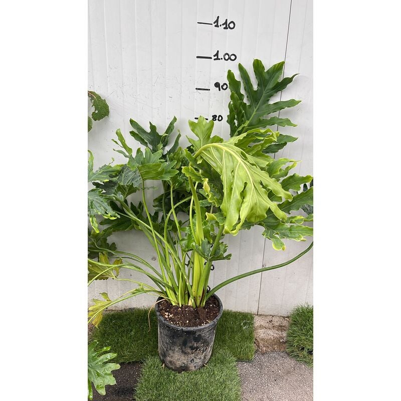 foto del prodotto philodendron selloum filodendro pianta della speranza foto reali vaso 24cm