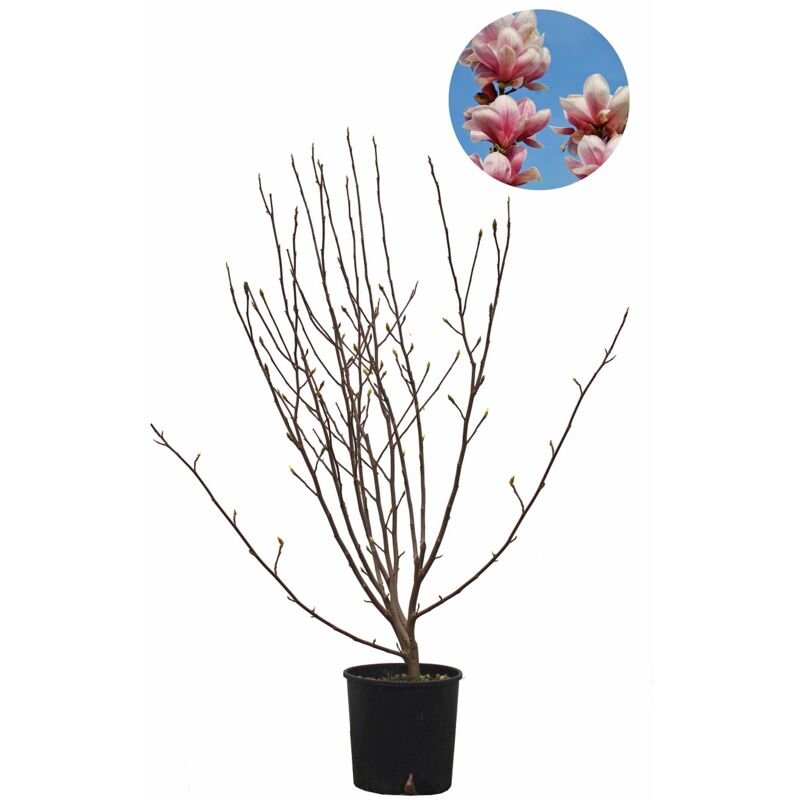 foto del prodotto magnolia soulangeana magnolia da fiore pianta vera da esterno da terrazzo albero da giardino h 60 80 cm vaso 24 cm