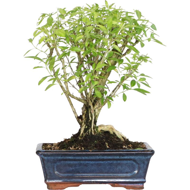 foto del prodotto bonsai di serissa foetida bonsai da interno e esterno h 25 35 cm vaso 20 cm