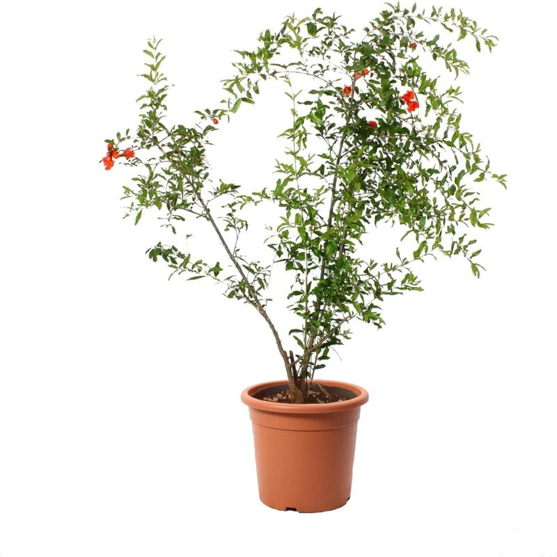 foto del prodotto pianta di melograno in vaso punica granatum piante vere da frutto pianta da esterno da giardino h 180 190 cm vaso 30 cm
