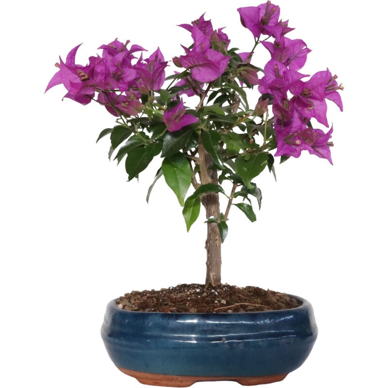 foto del prodotto kentis bonsai bouganville sanderiana bouganvillea piante fiorite h 30 40 cm vaso 19 cm