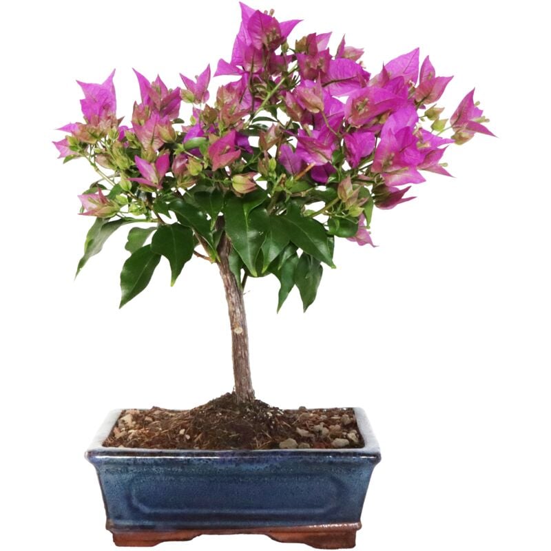 foto del prodotto kentis bonsai bouganville sanderiana bouganvillea piante vere fiorite h 30 40 cm vaso 18,5